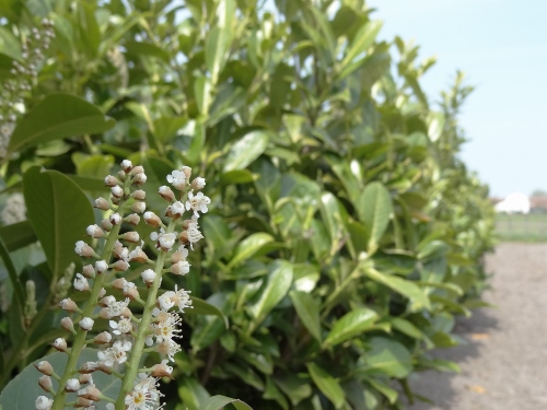 Laurier - Prunus laurocerasus rotundifolia - Boomkwekerij Struijk